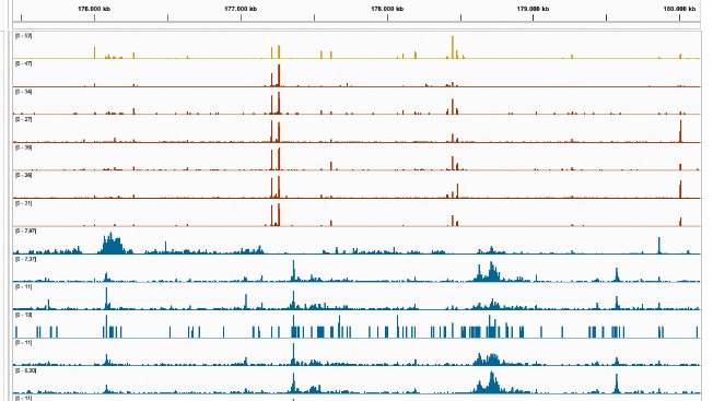 "Summer School on #Chromatin" Day 8⃣ 
@Helmholtz ChIPseq, ATACseq, CUT&amp;Run+CUT@Tag are sequenced ✔️(spoiler - yes it worked 😉🎉🍹!!!) Analysis part will start tomorrow. Today's lecturer Karen <a href="/AdelmanLab/">AdelmanLab</a>. Yesterday @ollie_rando. Great lineup and discussions ! <a href="/Abcam/">Abcam</a>