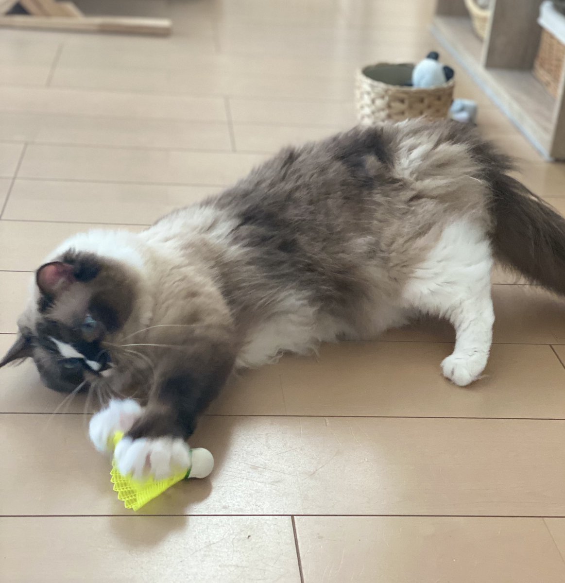 Good evening!!

#最近のお気に入り #ラグドール #cat 
#猫好きさんと繋がりたい  #catlover 
#猫のいる暮らし  #猫のいる幸せ  #ねこ