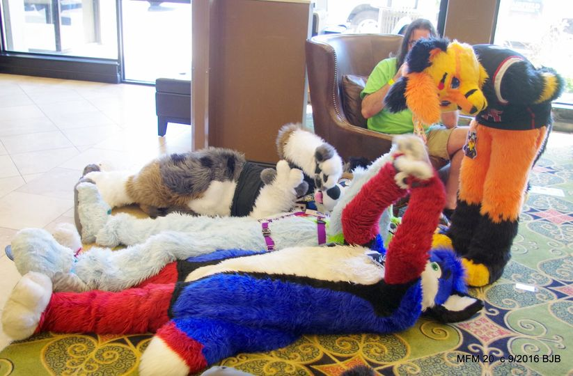 THE_BJBUTTONS's tweet photo. #mephitfurmeet @Mephitfurmeet #mephit #mfm some fursuiters having some fun in the lobby of the hotel at #mephit2016 #Mephit2022 will happen 1 weeks from this Thursday! #fursuit #fursuiter #fursuiting https://t.co/TbuKOdOOks