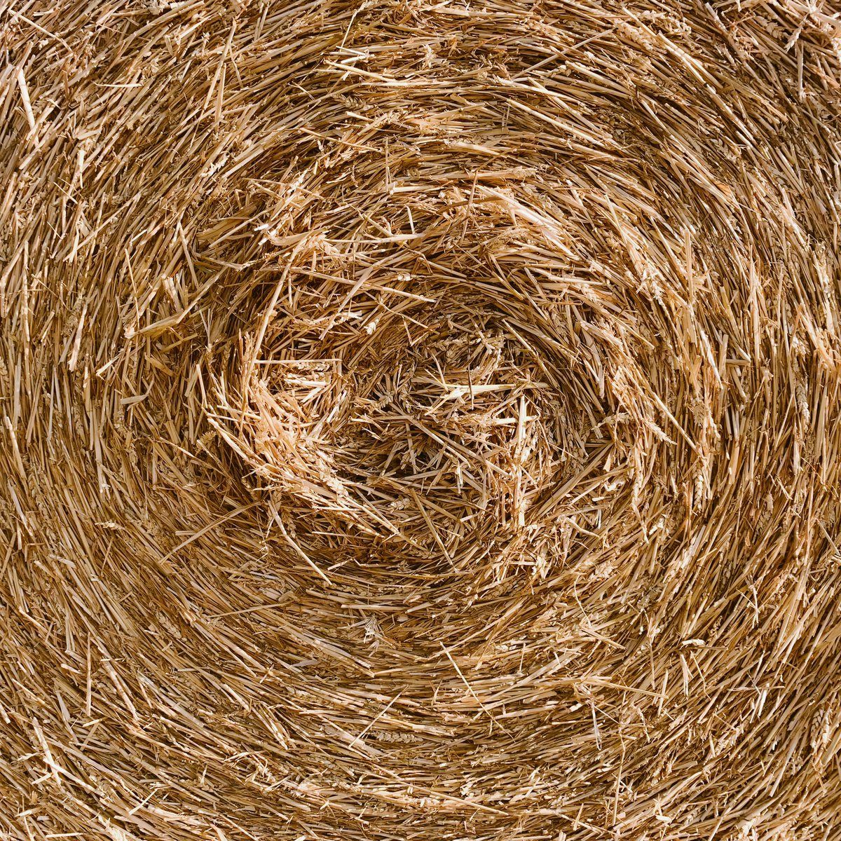 liminalnarrate's tweet photo. Straw vortex. Summer folds in on itself. https://t.co/TQvPoez9kZ