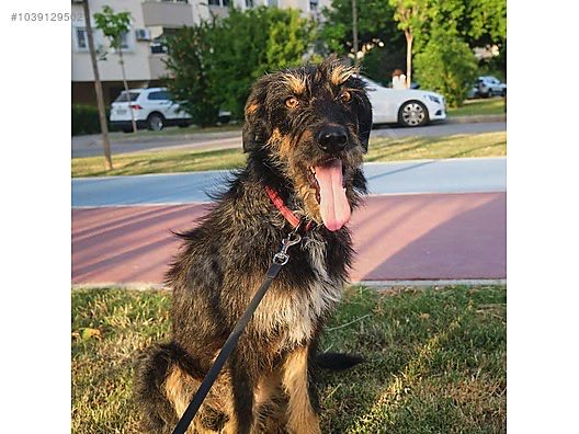 ANTALYA 4,5 aylık yuva
İlan No: 1039129502
sahibinden.com/ilan/hayvanlar…