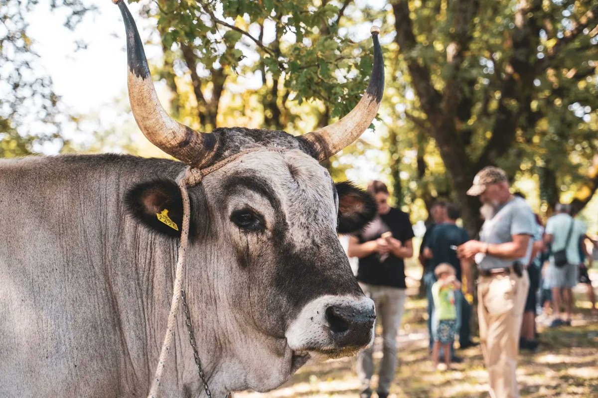 ZminjCroatia's tweet photo. Žminjska Bartulja 27.8.2022.

🔜 #žminj #istra @Croatia_hr https://t.co/dCLwb9t28M