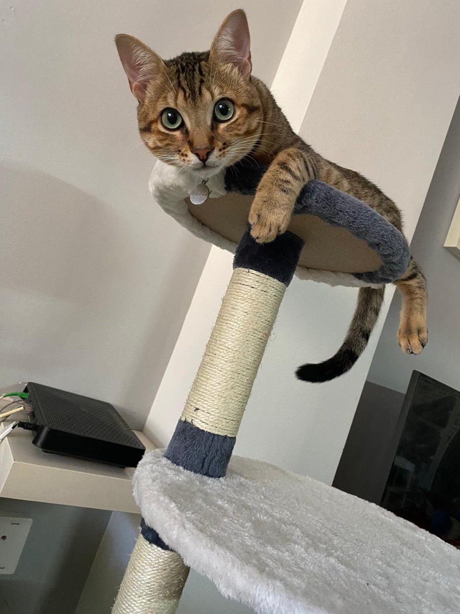 Coco, perdido, está castrado ,con chip, dermatitis crónica debajo de la barbilla,lleva collar...en PIneda De Mar (Barcelona).España 610.622.938