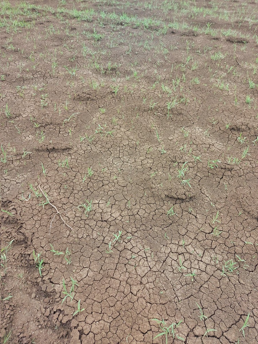 युवा बिहारी सुमन सिंह tweet media