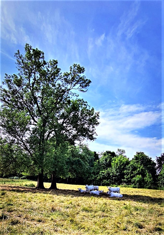 Greenisamissio1's tweet photo. A place in the shade of a tree is priceless for humans and animals. We need more trees to lower the surface temperature of the earth. This also reduces the evaporation of water and protects against soil erosion and ensures the protection of the environment.💚🌳🌿🌱💚 https://t.co/vle8LOCTw4
