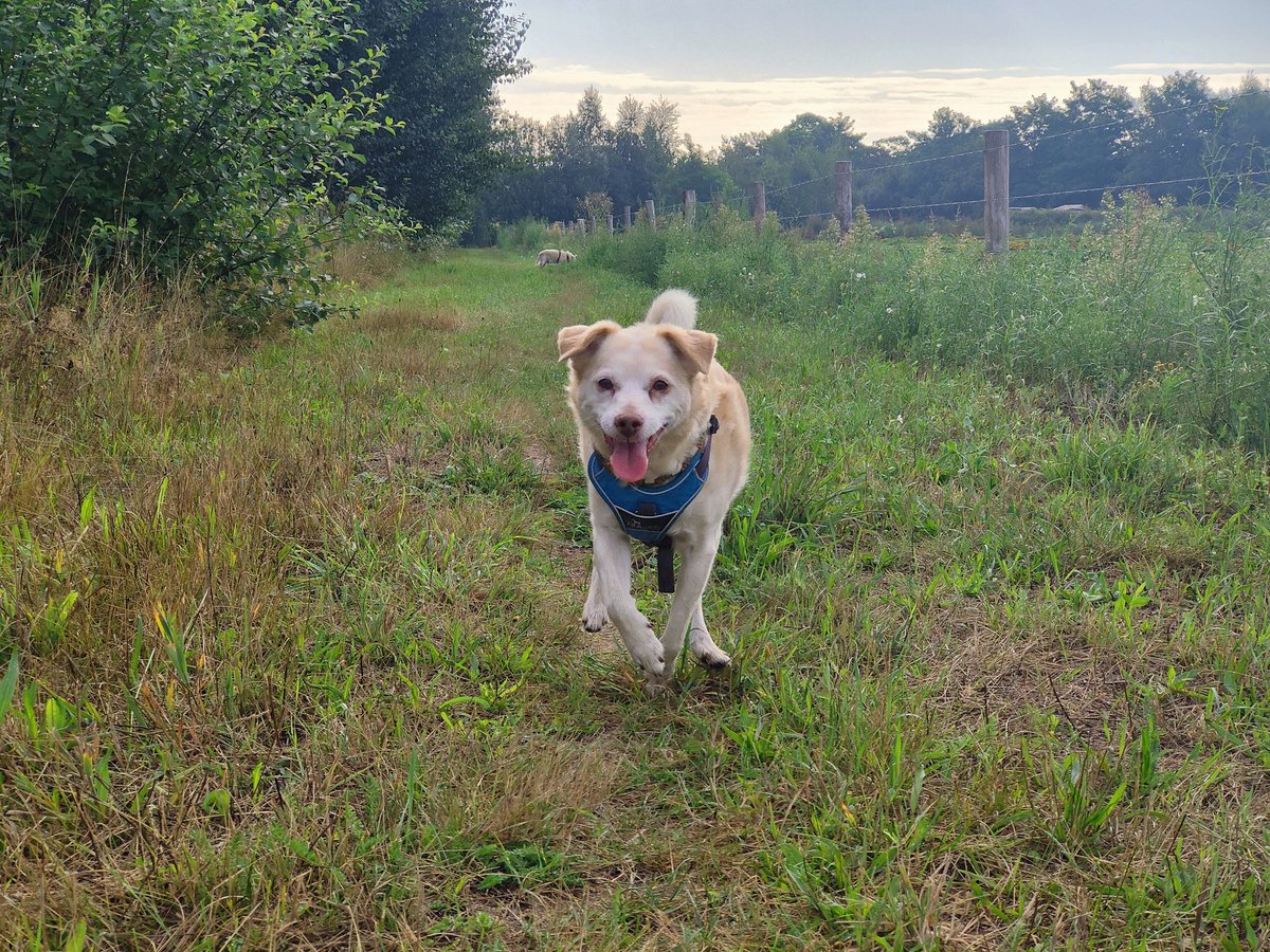 BasEnBobbie's tweet photo. Heerlijk genieten van de wandeling
Enjoy the walk
#wandelen #wandeling #genieten #zonderhondenriem #lekkerlos #walking #walk #enjoy #offtheleash #withoutdogleash #rescuedog #rescuedogs https://t.co/BHpEWtpT33