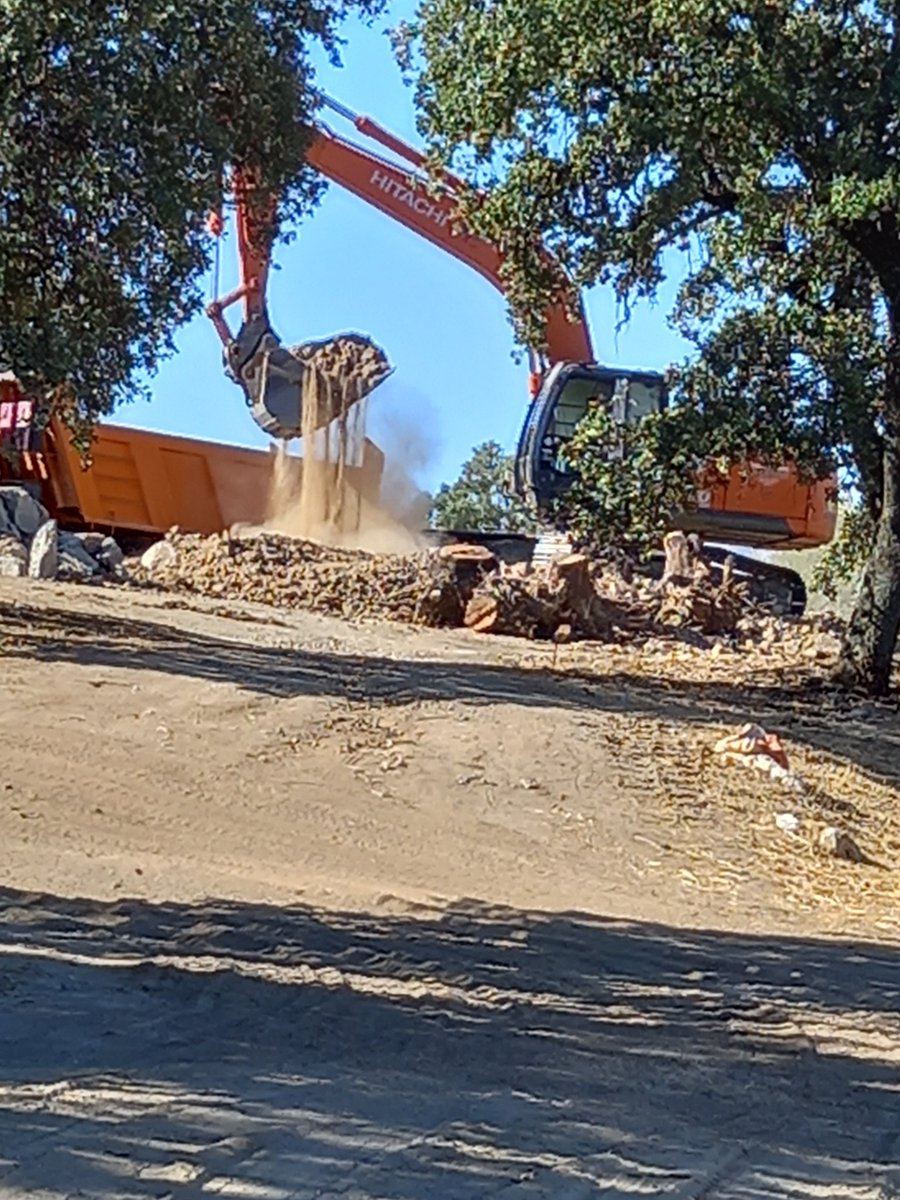 Aurix1's tweet photo. Éste es el calibre de las encinas TALADAS en #LasMatas con el visto bueno del @Ayto_Las_Rozas y además @Etosa está destrozando los laureles recién colocados por @medioambientelasrozas la cooperativa @losjardinesdebecquer empieza con muy mal pie.
Puff qué mal rollo https://t.co/crWVP001Iw