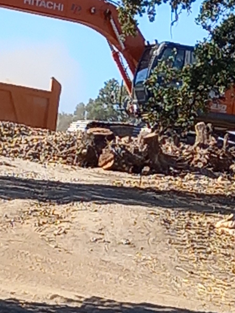 Aurix1's tweet photo. Éste es el calibre de las encinas TALADAS en #LasMatas con el visto bueno del @Ayto_Las_Rozas y además @Etosa está destrozando los laureles recién colocados por @medioambientelasrozas la cooperativa @losjardinesdebecquer empieza con muy mal pie.
Puff qué mal rollo https://t.co/crWVP001Iw