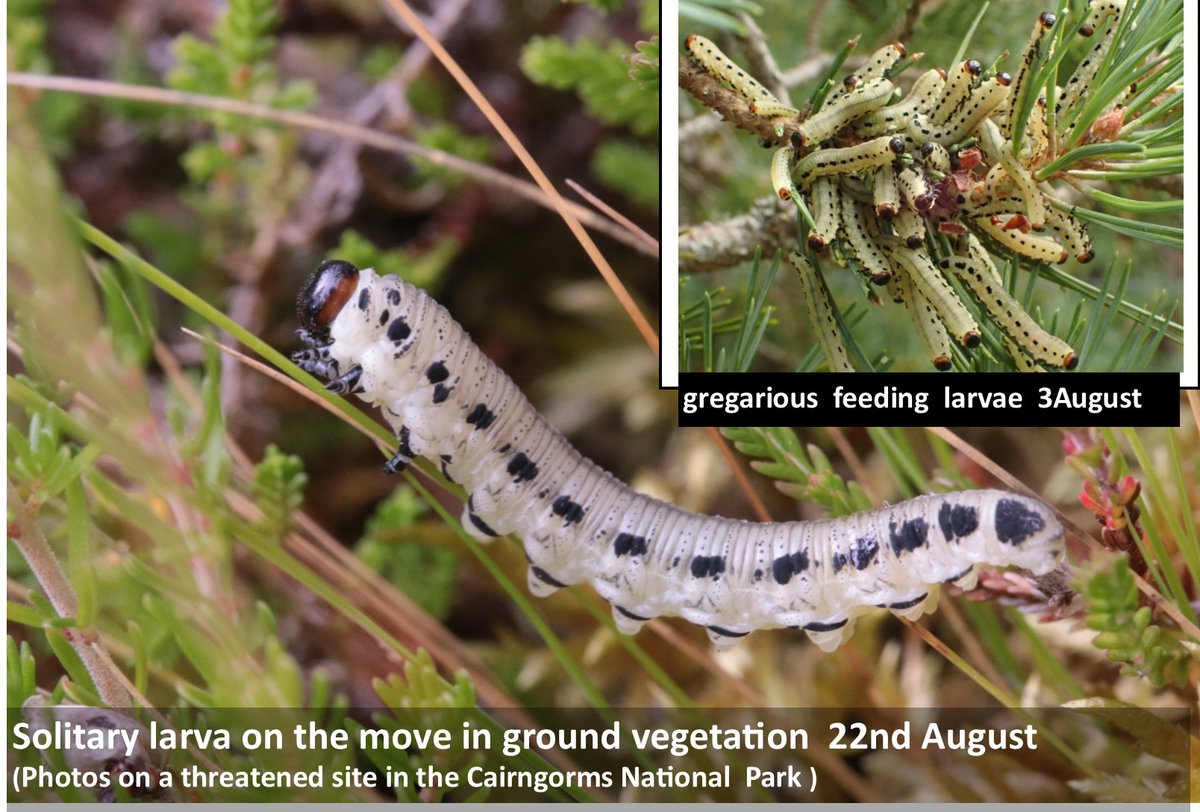 bscgscotland's tweet photo. Sawflies are among #insects with complex life cycles https://t.co/HjBAjzKO2K dispersing pine #sawfly larvae are solitary.  ( Earlier in the month the larvae were highly gregarious as they fed on Scots #pine needles ) #Diprion pini #Symphyta  #behaviour https://t.co/uF7SPhGJsq