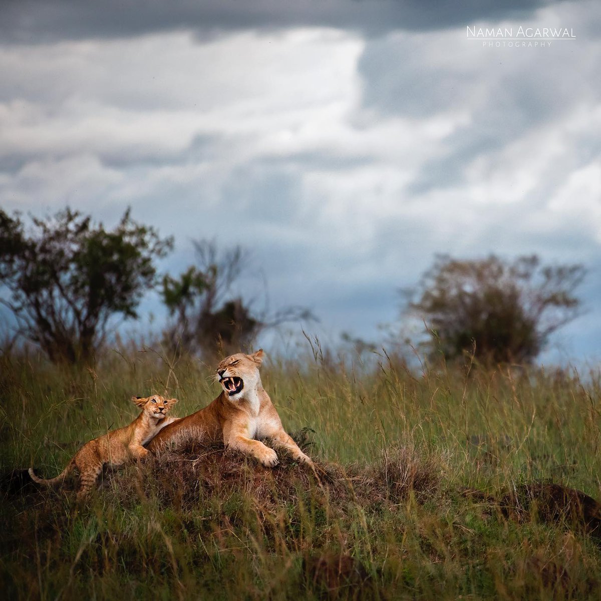 One evening at Topi Plains, a playful cub tries to please his angry mother with that innocent smile.

#lions #lionsofmasaimara #lionsofkenya #lionsofafrica #lionlove #masaimara #masaimaranationalpark #kenya #kenyanviews #kenyatourism #kenyawildlife