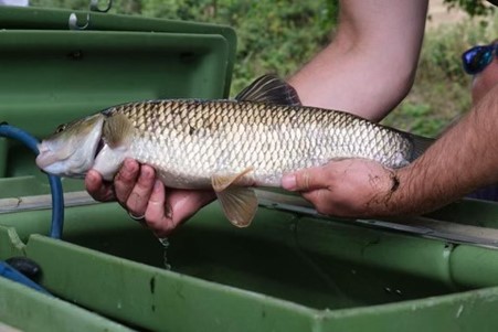 1of2 Great to hear about collab working of <a href="/envagency/">Environment Agency</a> teams #fishrescue on the River Mole in the South East last week. Our Monitoring Field Team (thanks Steve &amp; Co), #Fisheries, #Biodiversity &amp; Ops teams pulled together rescuing fish after extended periods of hot/dry weather...