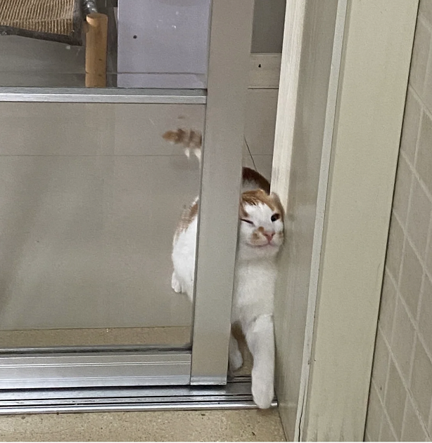 ThreeKitty_Wong's tweet photo. The kitten that can open the door with its face, does your cat do that?

#cats #CatsOfTwitter https://t.co/9WFwZJpTpE