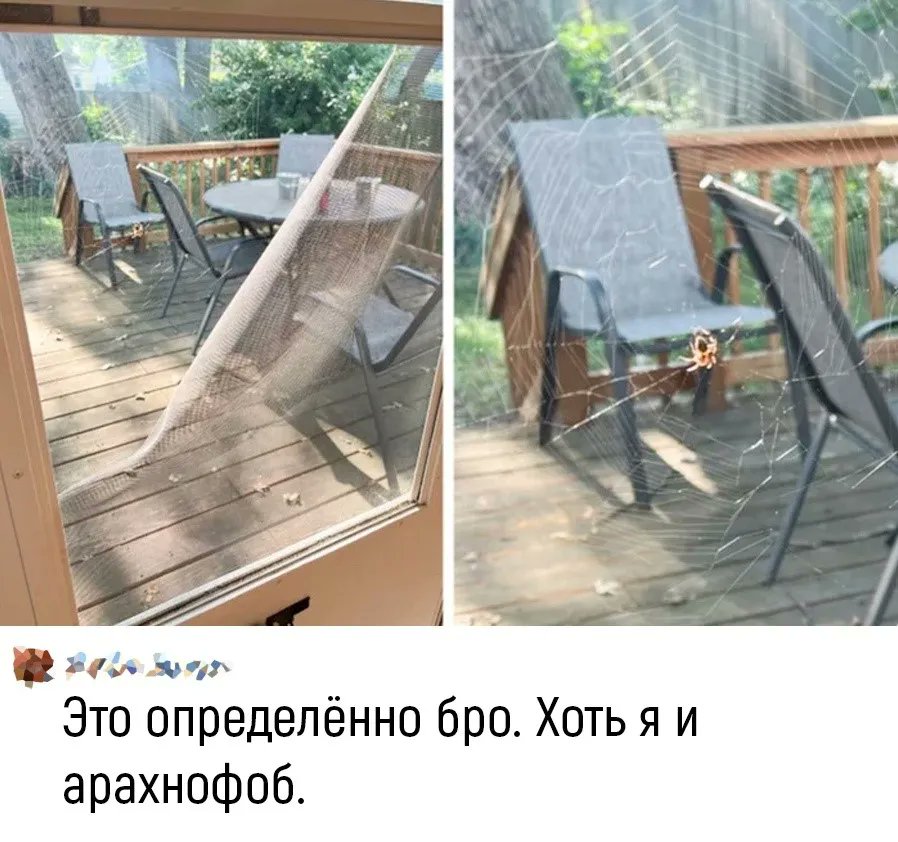 Пьяный Твиттер on Twitter: ""Паук починил сетку на моей двери и моя ...