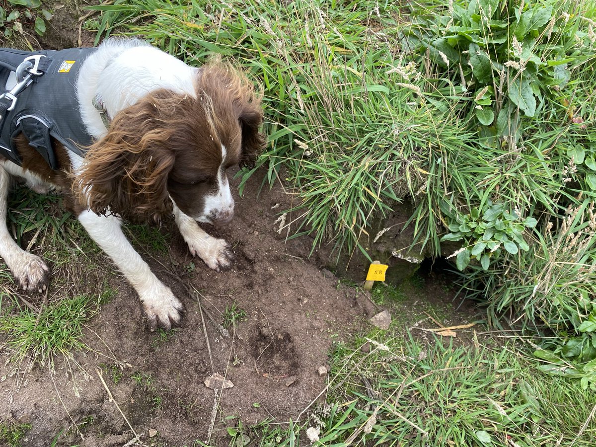 EcologicalKrc's tweet image. Later this afternoon @CarMFin and I are presenting our initial @MarPAMM_project and @npwsBioData funded work at #corkseabirds testing ability of #conservationdetectiondogs to survey cryptic burrow-nesting seabirds in Ireland