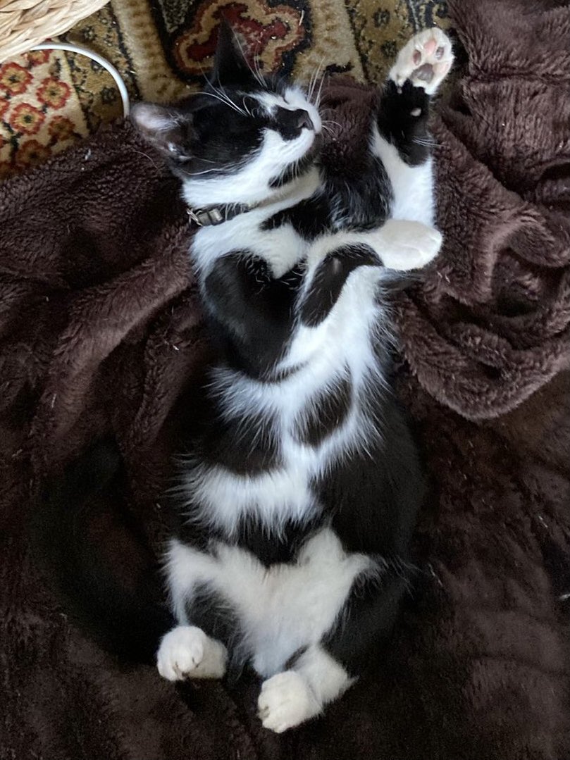 ElmaAndRupert's tweet photo. Do you like my stripey belly?😸🐾  #jellybelly #tuxietuesday https://t.co/0CN8nc5ETU