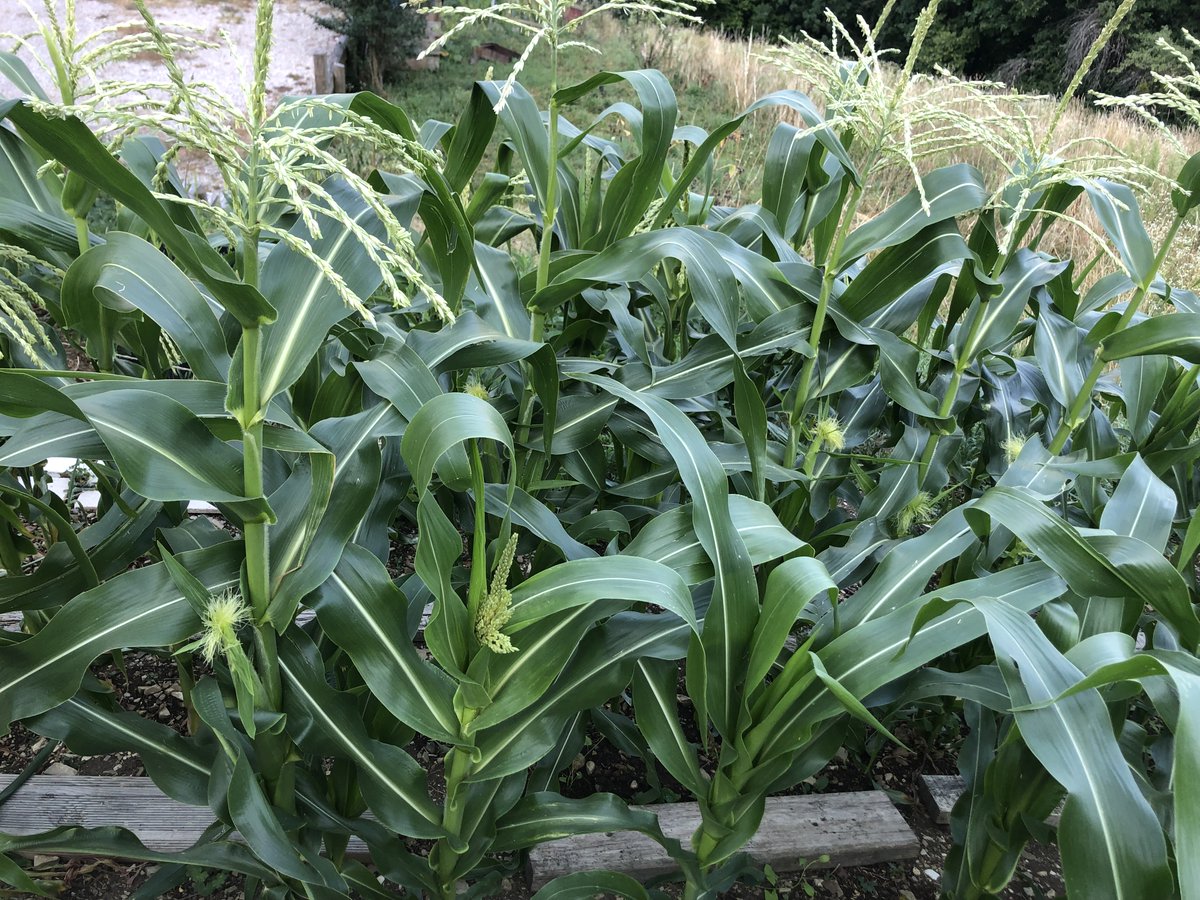 Rebecca Kirby tweet media