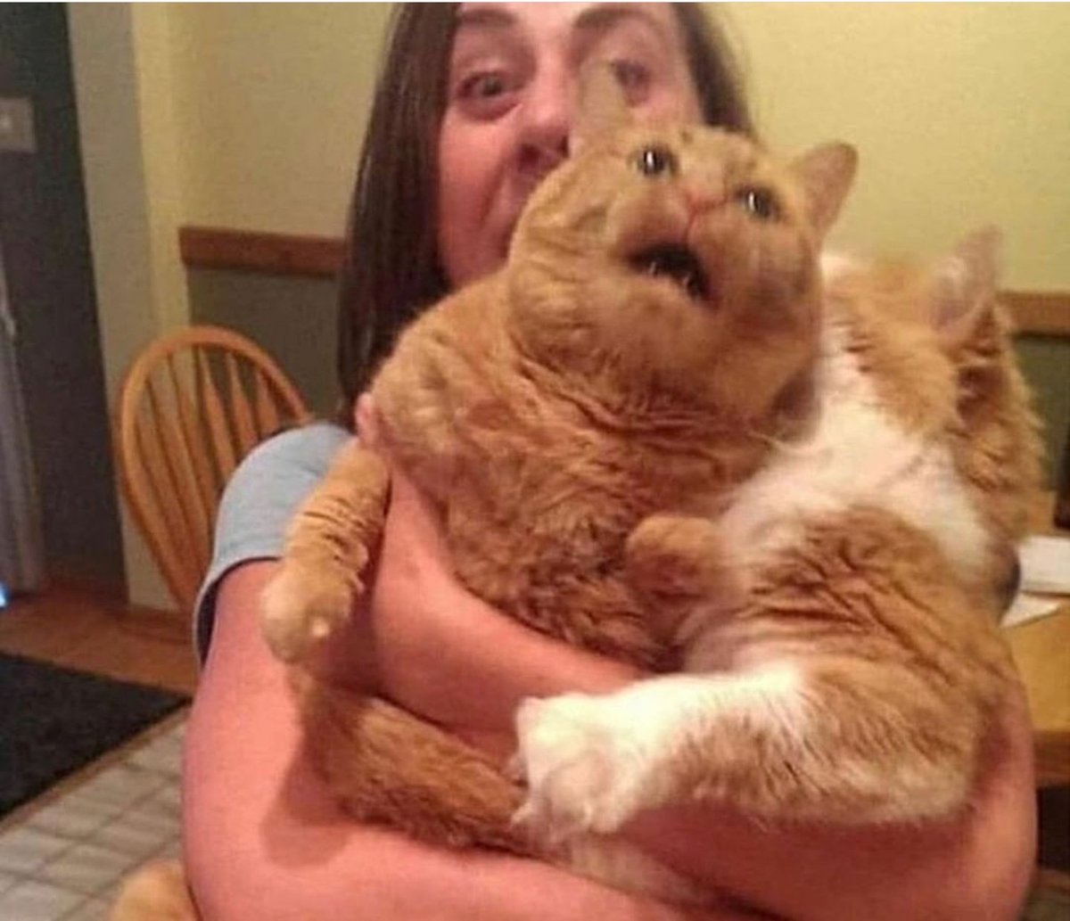 Sfigatto's tweet image. QUANDO CERCHI DI FARTI UNA FOTO INSIEME A ENTRAMBI I TUOI GATTI