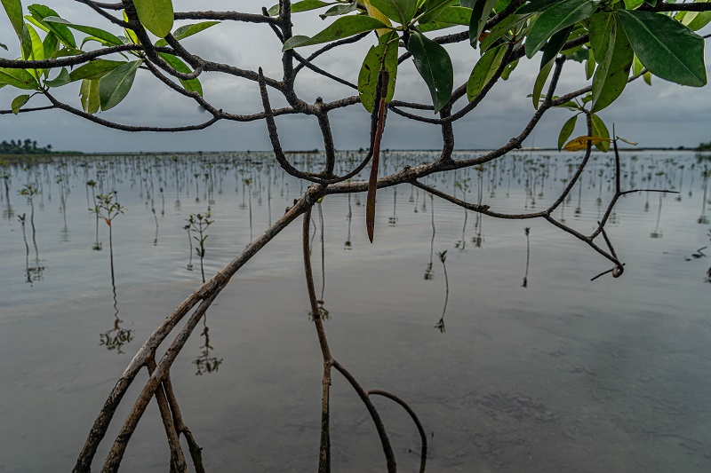 BMI_BodoCleanup's tweet photo. We are pleased to announce that the Bodo Remediation and Revegetation Project has surpassed the 80% mark and is going strong!
Download and read our semi-annual newsletter here 👉 https://t.co/DhCwXuWNiC https://t.co/oztbqMxvfj