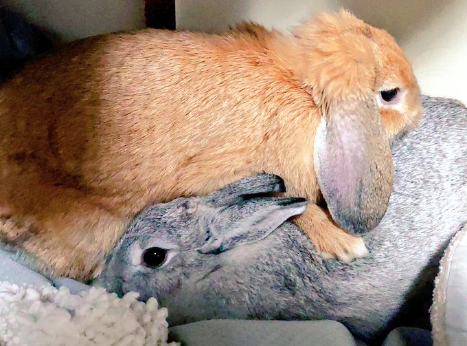 ( ・ω・)…原稿に疲れふと横を見るとこれですよ…

( ・ω・)…イチャイチャしおってからに…!

( ・ω・)…

(;'Д`)ハァハァ…いいぞ!もっとやれ! 