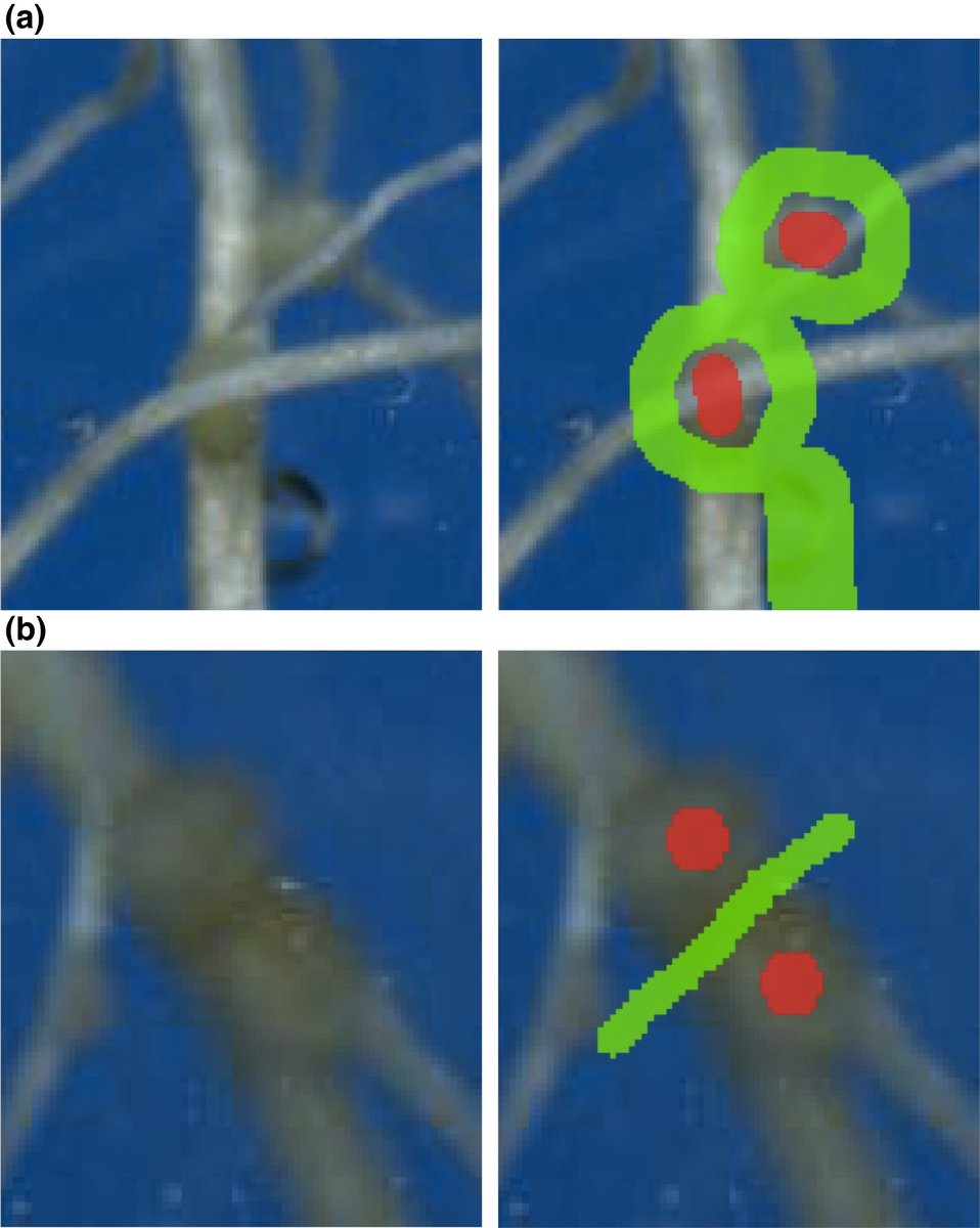 NewPhyt's tweet photo. RootPainter: deep learning segmentation of biological images with corrective annotation @Abe_404 @EusunHan @DorteDresboll 
https://t.co/rUJkwjEBvF https://t.co/LC9gqyjSij