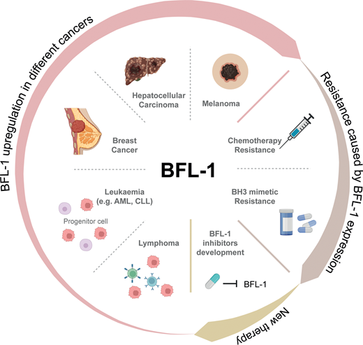 Portland Press (@pppublishing) on Twitter photo The understudied pro-survival BCL-2 protein, BFL-1, is brought to light in a new #OpenAccess #BiochemSocTrans review from <a href="/MarcoHerold_J/">Marco Herold</a> et al, where the roles of BFL-1 in the development of different cancers and drug resistant mechanisms are highlighted doi.org/10.1042/BST202… The understudied pro-survival BCL-2 protein, BFL-1, is brought to light in a new #OpenAccess #BiochemSocTrans review from <a href="/MarcoHerold_J/">Marco Herold</a> et al, where the roles of BFL-1 in the development of different cancers and drug resistant mechanisms are highlighted doi.org/10.1042/BST202…