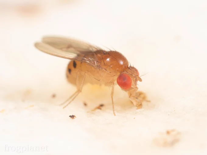キノコに集まる虫たち 