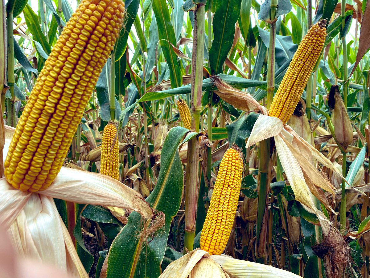 BonaHoun640's tweet image. On se rapproche de la récolte avec le #P0710 @PioneerSeeds 🌽 
#Couvertvégétal 🌱 10 T MS ➕ #SD en #Sem’expert au 3 avril ➕ Écartement réduit 40 cm 🟰 Potentiel ⬆️ en place avec des programmations intéressantes 
#ACS #NoTill #covercrops