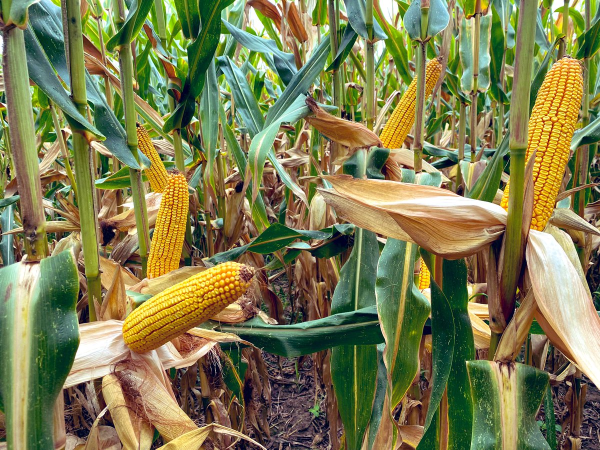 BonaHoun640's tweet image. On se rapproche de la récolte avec le #P0710 @PioneerSeeds 🌽 
#Couvertvégétal 🌱 10 T MS ➕ #SD en #Sem’expert au 3 avril ➕ Écartement réduit 40 cm 🟰 Potentiel ⬆️ en place avec des programmations intéressantes 
#ACS #NoTill #covercrops