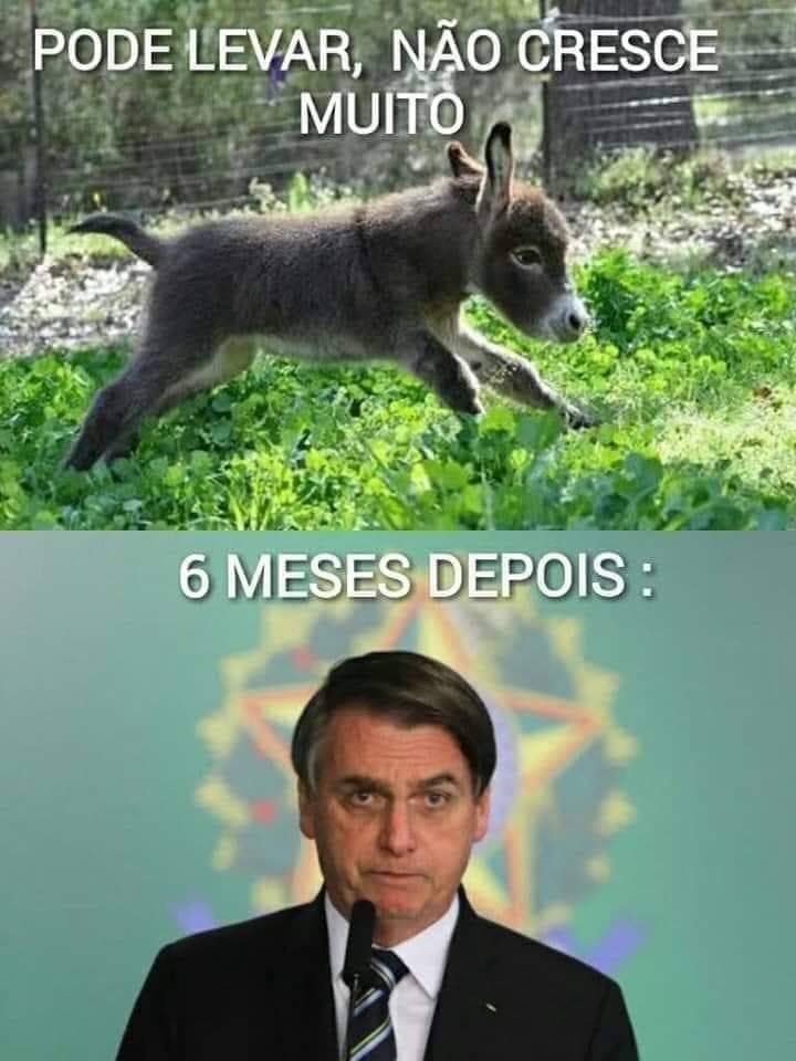 EDSILVA88's tweet photo. O Bolsonaro ontem mostrou na sabatina do JN da tv globo que a genética dele é diferente,o genocida é descendente do burro.
#BolsonaroNoJN 
#BolsonaroMentiroso https://t.co/8B0U4C9ebr