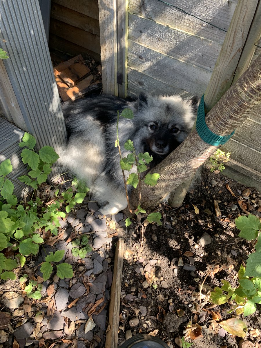 poconnor's tweet photo. We have several builders in the house with an exciting array of drills and powertools this week. However, #FluffMuppet is not enjoying the noises...
Don't fret! She is getting plenty of hugs, pats and treats, probably an extra walk too 🤗
#AmNotWriting #Keeshond https://t.co/SmEYQ1JwH8
