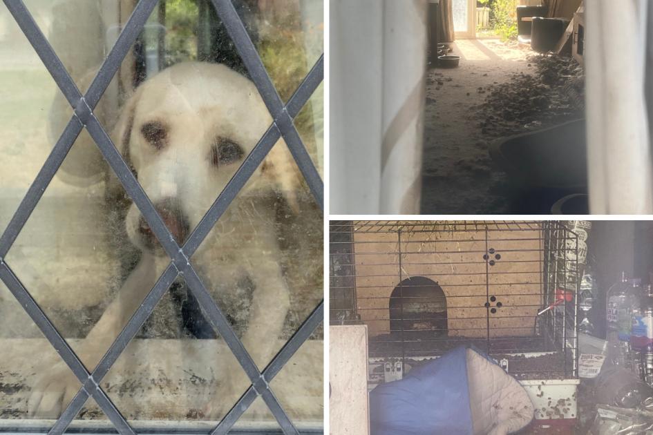 dailyecho's tweet photo. RSPCA investigation launched after TikTok videos show Labradors 'abandoned' in Totton home https://t.co/ho1njRtoLc https://t.co/8CHQ8JX080