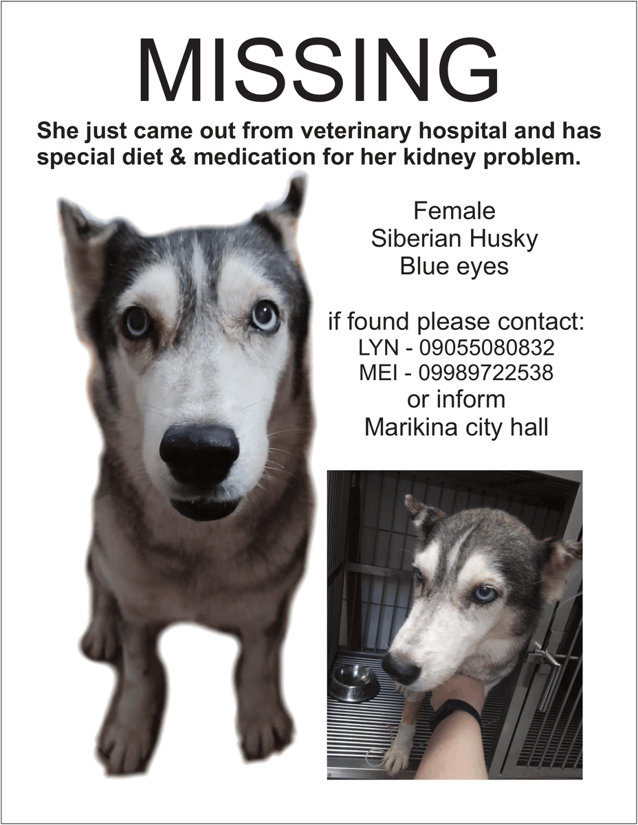 lovestaylin's tweet photo. ‼️PLEASE HELP‼️
LOST DOG 

Marikina Area around City Hall
Siberian Husky with Blue Eyes
She has a kidney problem 

Please DM me here or call or text 09055080832 or 09989722538

like/rt to spread https://t.co/j5AHVaNYxk