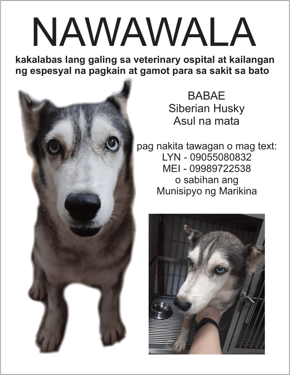 lovestaylin's tweet photo. ‼️PLEASE HELP‼️
LOST DOG 

Marikina Area around City Hall
Siberian Husky with Blue Eyes
She has a kidney problem 

Please DM me here or call or text 09055080832 or 09989722538

like/rt to spread https://t.co/j5AHVaNYxk