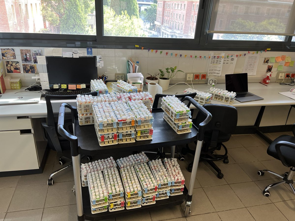 AraujolabUB's tweet photo. Reorganizing #Drosophila stocks #PI #Summertasks https://t.co/nKkkJdy2si