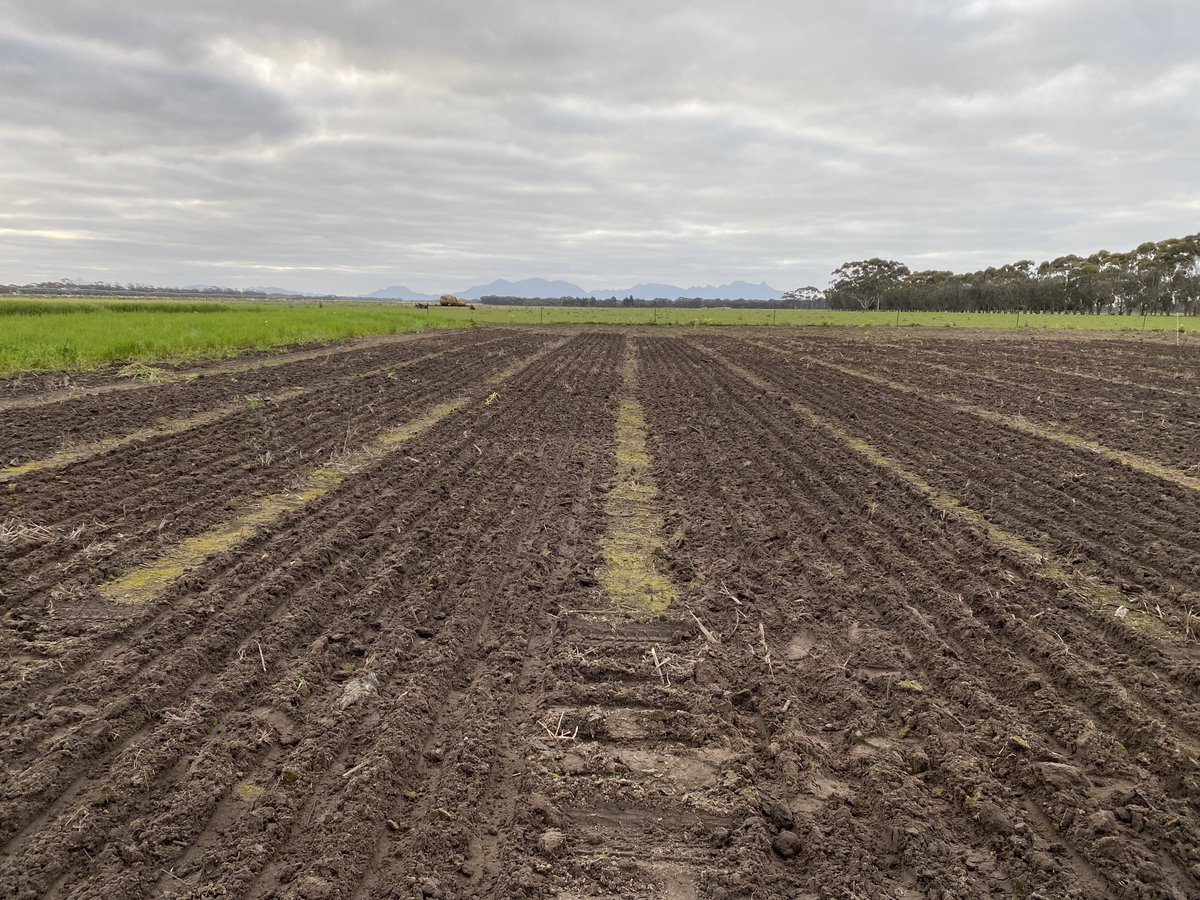 First of 3 times of sowing in today. Hopefully helping growers in the Albany zone with info on late sowing of barley and wheat varieties. Part of a <a href="/GRDCWest/">GRDC West</a> and <a href="/Stirlings2Coast/">Stirlings to Coast Farmers</a> <a href="/SEPWA_ag/">SEPWA</a> <a href="/FBG_Jerramungup/">FBG</a> project.