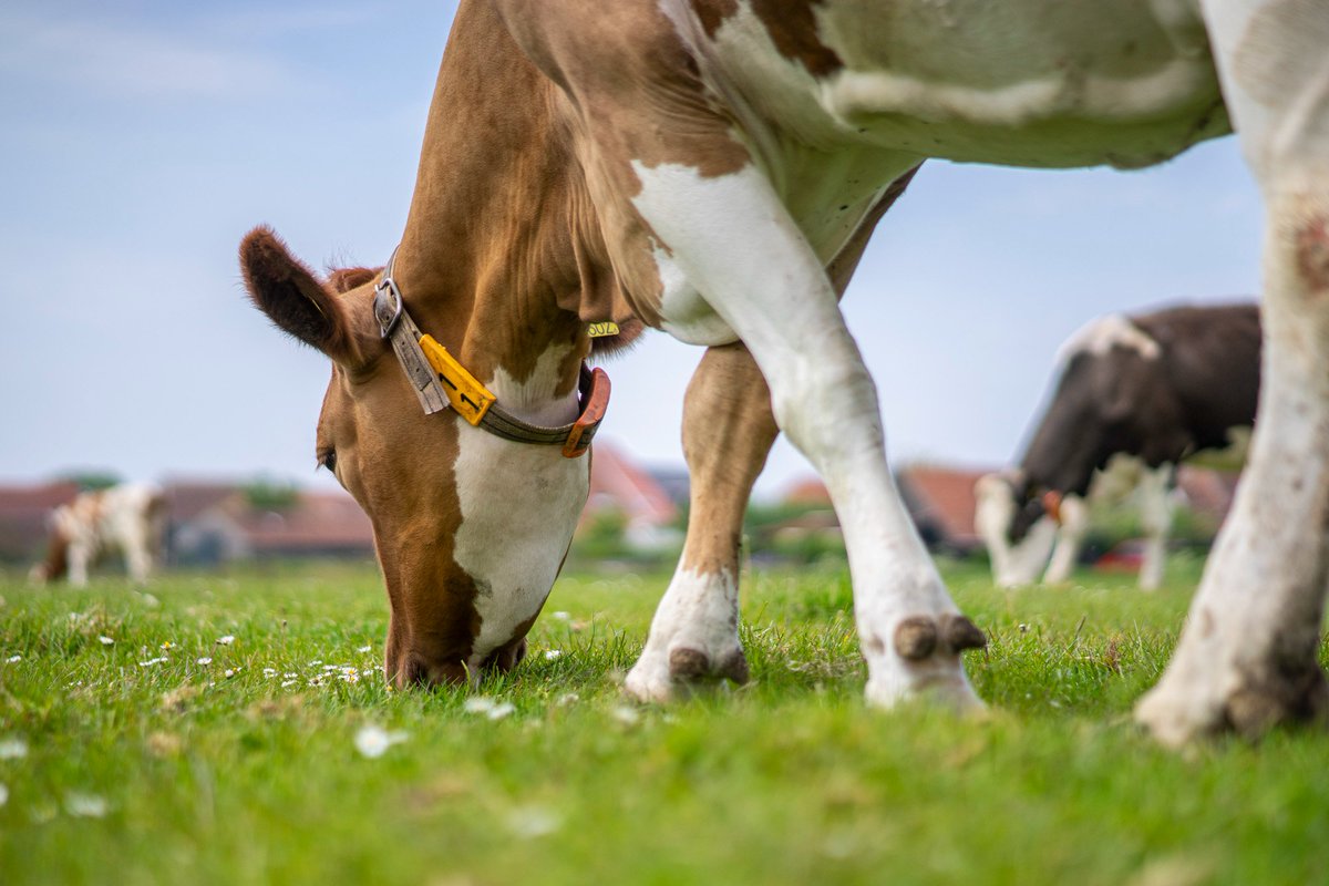 Mooi fietsweer aanstaande zondag! Komt u ook kijken bij de boer? Volg de #BoerToer bordjes! #Terschelling #DoeDeBoerToer