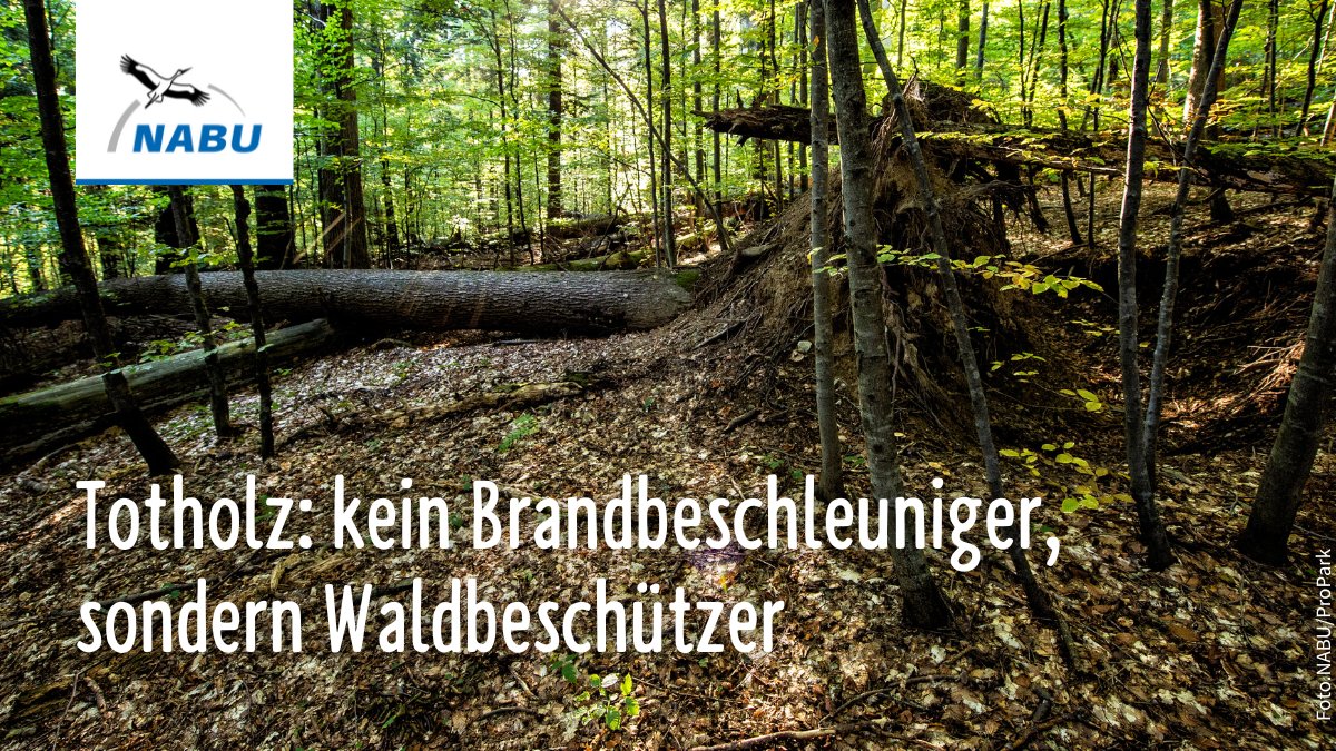 NABU_de's tweet photo. 🌳 Wälder sollen von #Totholz „gesäubert“ werden? Diese Forderung kursiert angesichts zahlreicher #Waldbrände immer wieder. Doch Totholz unterstützt den Wasserhaushalt &amp; kann das Waldbrandrisiko sogar senken ↘️. Mehr: https://t.co/3mzbAcQpeI https://t.co/YjCDBUkpKD