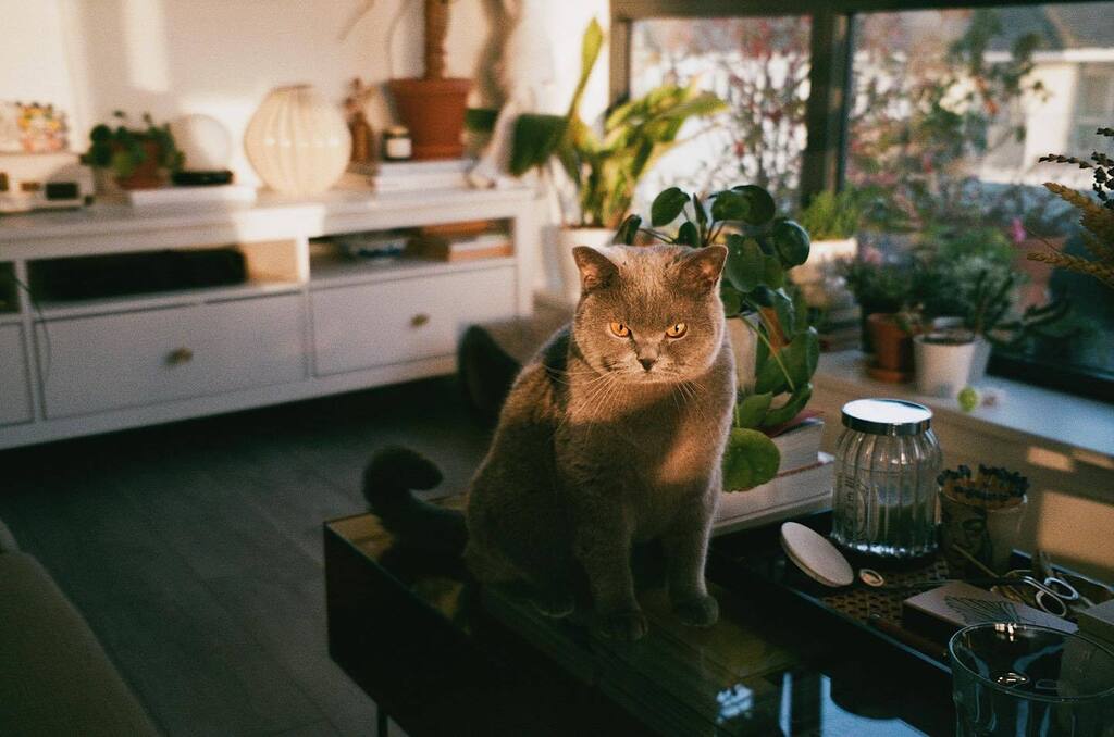 dimarmoni's tweet photo. My first boy 🐈‍⬛ #35mm https://t.co/IAHzDqdavo https://t.co/fSUROoHoFi