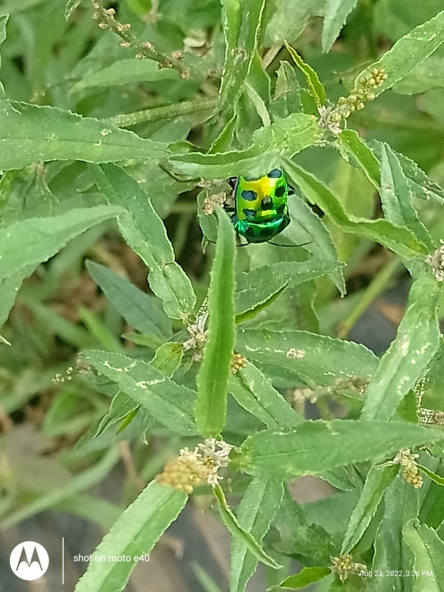 ShisirKumar11's tweet photo. Man is an Insect or Insect is a Man https://t.co/euKyG1LxZk