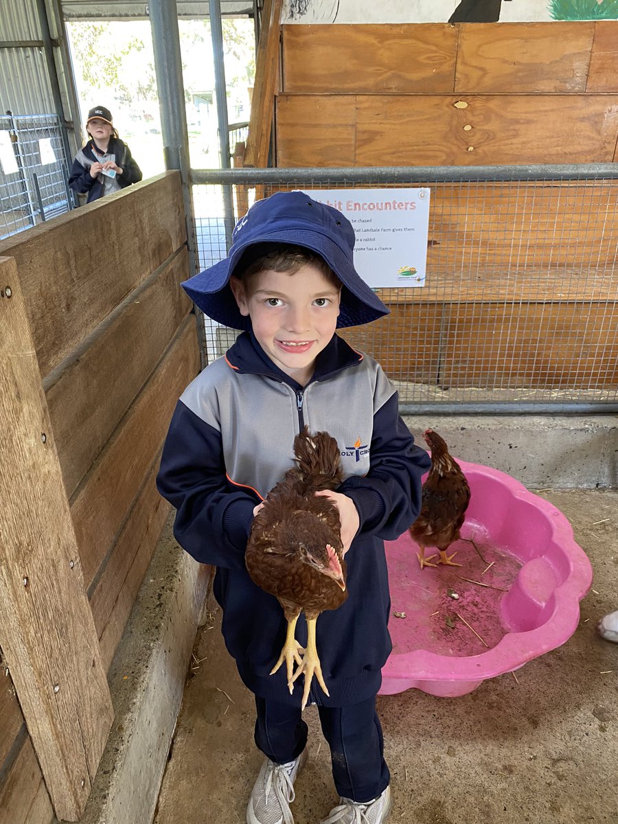 AislingPForbes's tweet photo. Year 2 had an a-MOO-zing time at Landsdale Farm. We love LIFE Week! #HCCEllenbrook https://t.co/RkVwfmUQrG