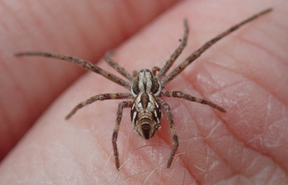 cofnod's tweet photo. 🕷️survey of Bettisfield, Fenn's &amp; Whixall Mosses for NRW: Minicia marginella new to🏴󠁧󠁢󠁷󠁬󠁳󠁿, lots of Rhysodromus histrio📸, Carorita limnaea 📸, Glyphesis cottonae📸, Heliophanus dampfi, Attulus floricola &amp; caricis, Dolomedes. Not too shabby! @BritishSpiders @MeresandMosses @SteB777 https://t.co/hYaT2KVwUr