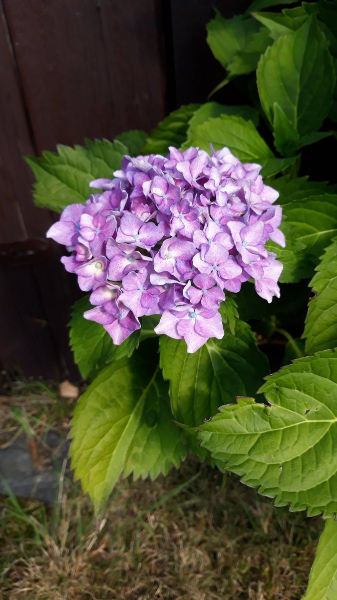 jordannkotb335's tweet photo. #hortenzie #flower #garden 🌸 https://t.co/TMT49X0otB