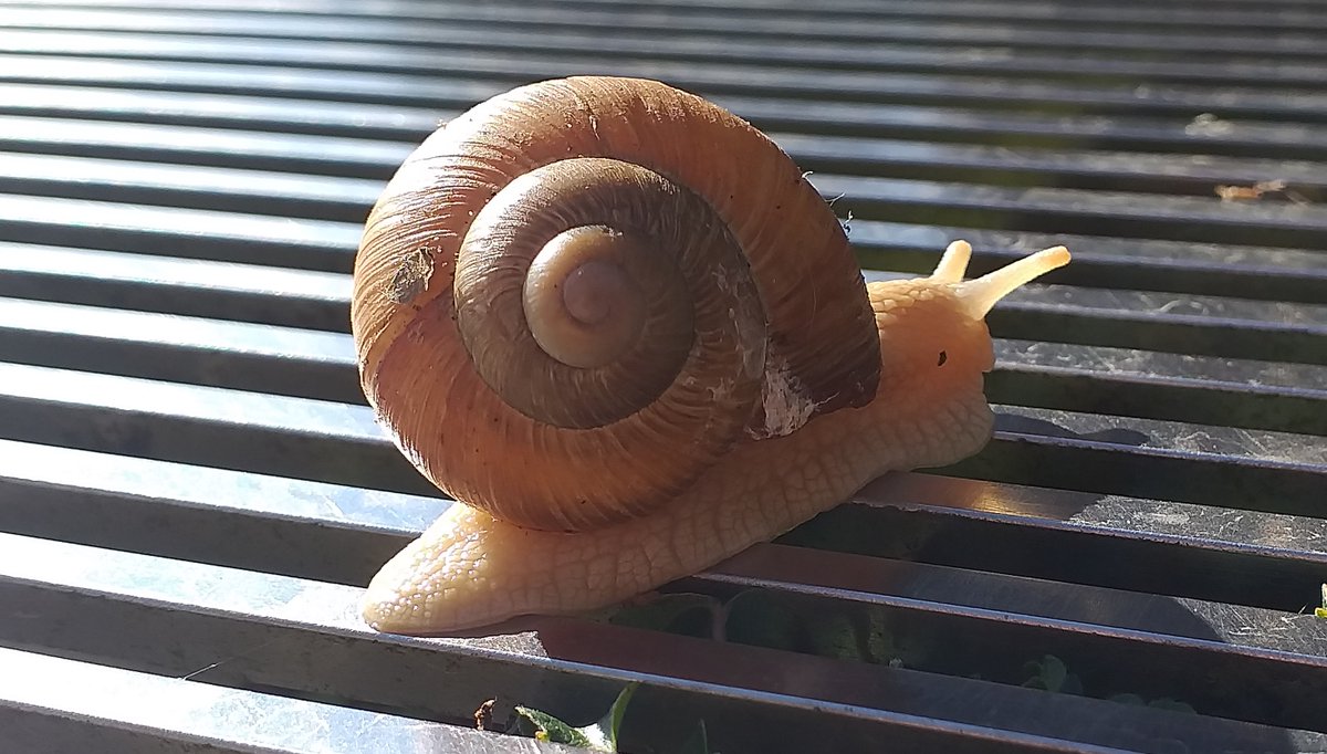 We spotted one of our famous (and protected) snails heading towards the West Range yesterday. Hopefully to the baths rather than the dining room!