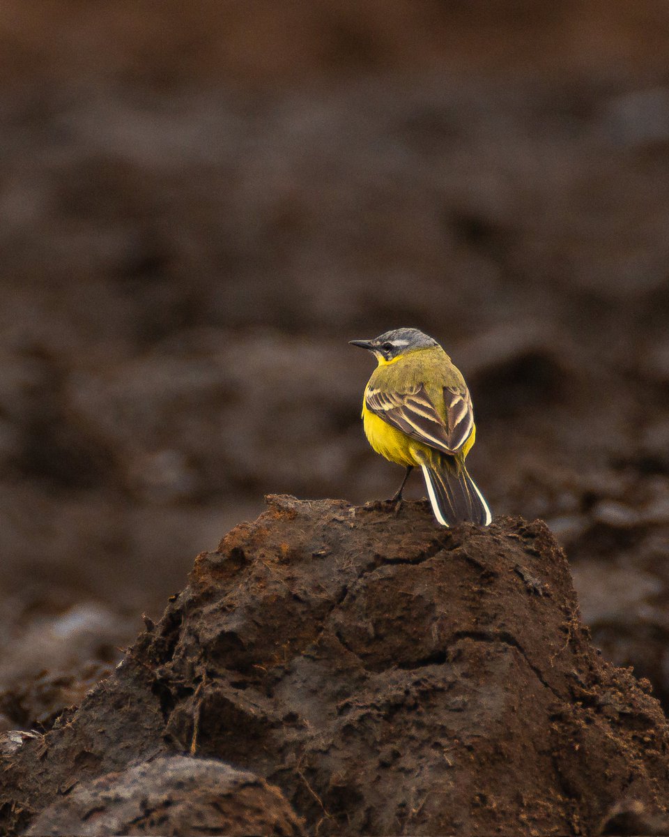 juliencaptures's tweet photo. I really like the contrast in this image. 🐤

#wildlife #wildlifephotography #birds #birdphotography #photography https://t.co/kylxjS6oSS