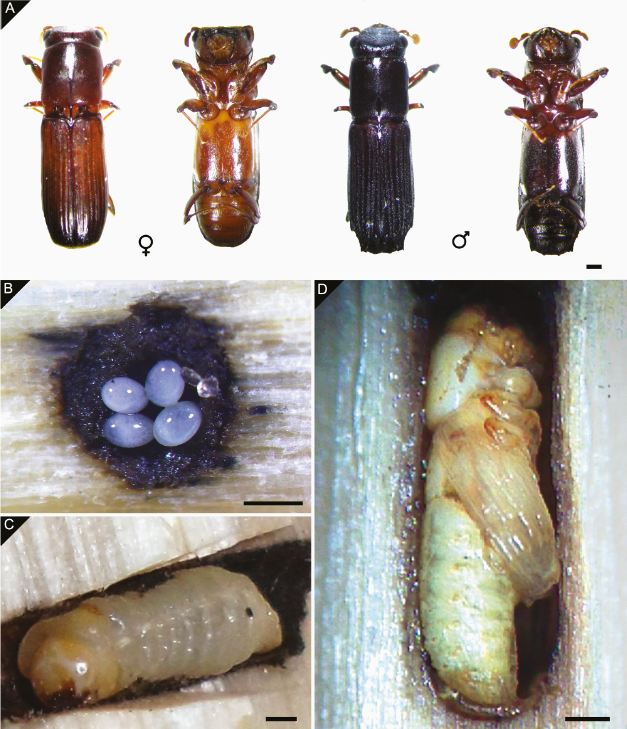 JoseVillacide's tweet image. Ambrosia Beetle Megaplatypus mutatus: A Threat to Global Broad-Leaved Forest Resources 
📍Full article: bit.ly/3QKI8HG