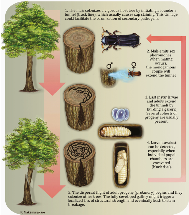 JoseVillacide's tweet image. Ambrosia Beetle Megaplatypus mutatus: A Threat to Global Broad-Leaved Forest Resources 
📍Full article: bit.ly/3QKI8HG