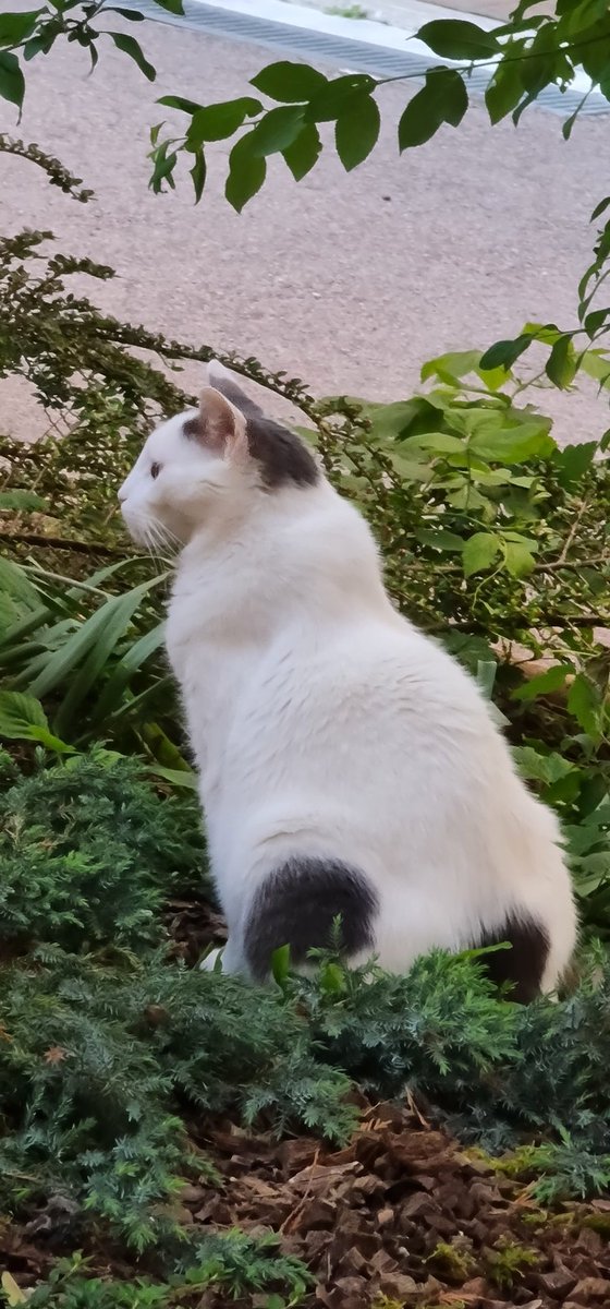 HistoireSW's tweet image. Petit message personnel

J'ai perdu mon chat

Secteur Mairie Romilly sur Seine

Il a passé la nuit dehors (la 1ere fois en 11 ans)