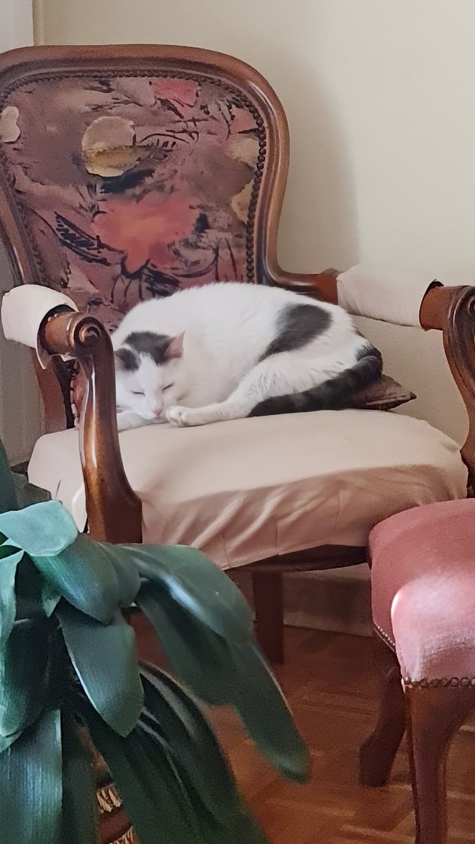 HistoireSW's tweet image. Petit message personnel

J'ai perdu mon chat

Secteur Mairie Romilly sur Seine

Il a passé la nuit dehors (la 1ere fois en 11 ans)