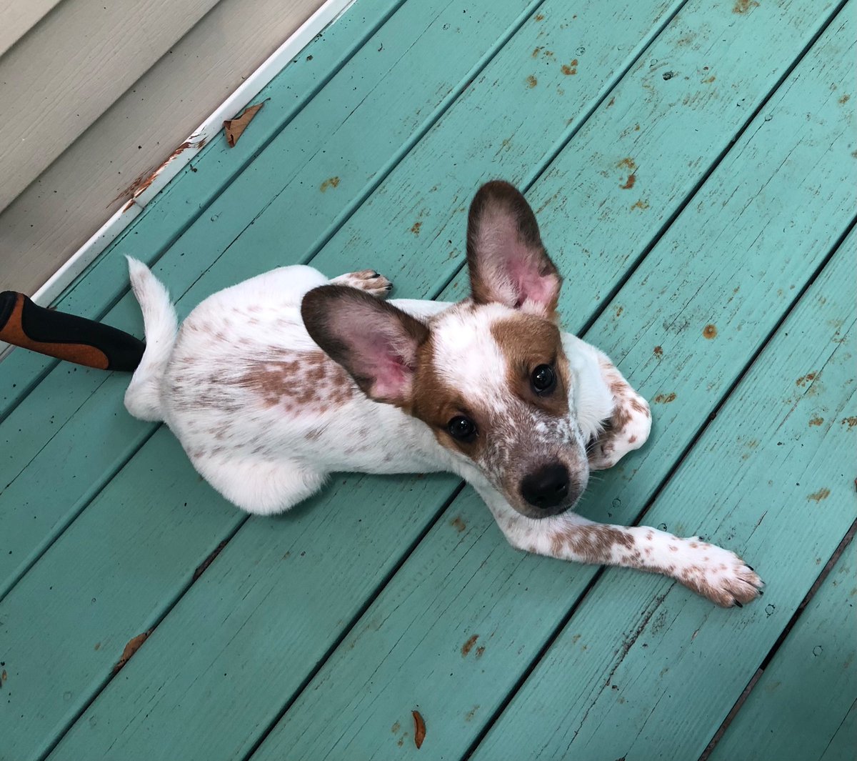 MyLarknScout's tweet photo. Our new foster puppy! On the ride home and relaxing on the deck.
#dogsoftwitter #puppiesoftwitter ##cattledogsrule https://t.co/LSQLb145OF