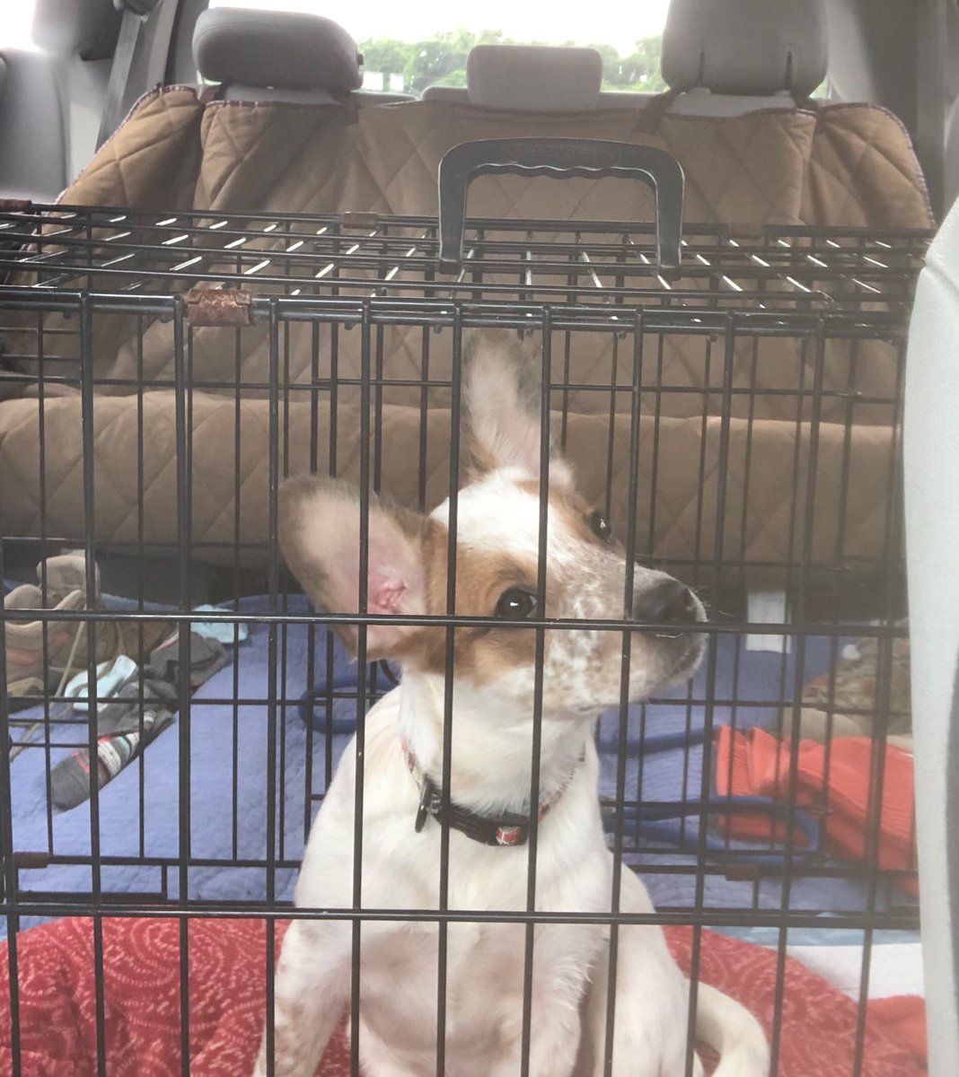 MyLarknScout's tweet photo. Our new foster puppy! On the ride home and relaxing on the deck.
#dogsoftwitter #puppiesoftwitter ##cattledogsrule https://t.co/LSQLb145OF